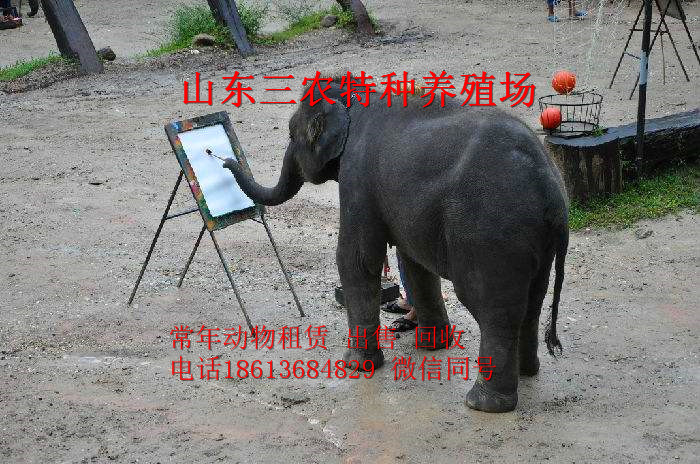 天门马术表演马骑乘的基础用品装备(图2)