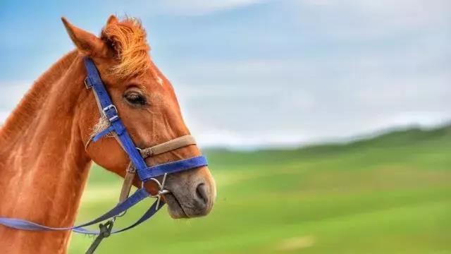 邮储银行龙华区支行举办VIP马术活动客户体验别样乐趣