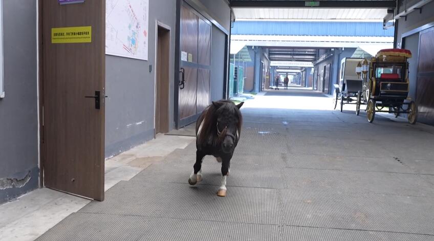 杭州马术中心喜迎首匹小马驹 科技赋能打造马术产业新高地