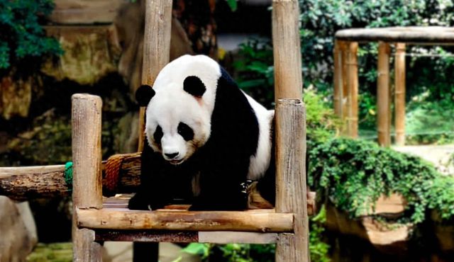 中国野生动物保护协会：旅马大熊猫“福娃”“凤仪”平安接返回国