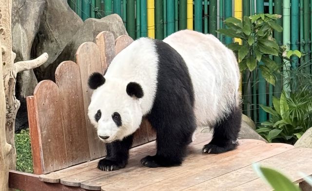 中国野生动物保护协会：旅马大熊猫“福娃”“凤仪”平安接返回国(图2)